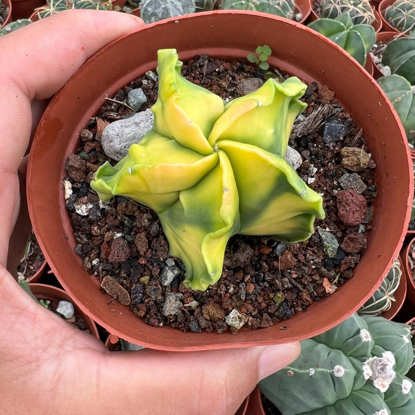 2-3cm Astrophytum myriostigma （variegated）