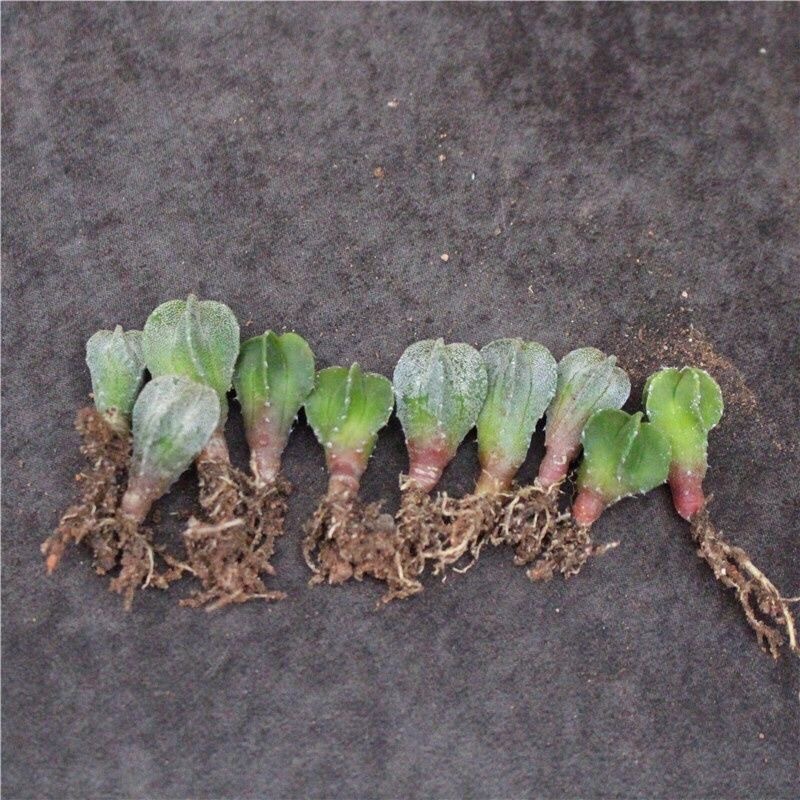 1-2cm Astrophytum myriostigma（Green and white randomly sent）