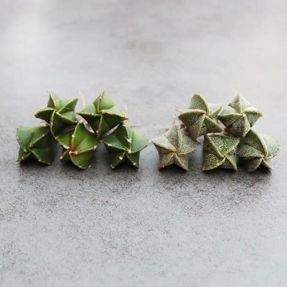 1-2cm Astrophytum myriostigma（Green and white randomly sent）