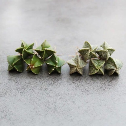 1-2cm Astrophytum myriostigma（Green and white randomly sent）