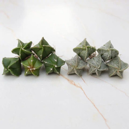 1-2cm Astrophytum myriostigma（Green and white randomly sent）
