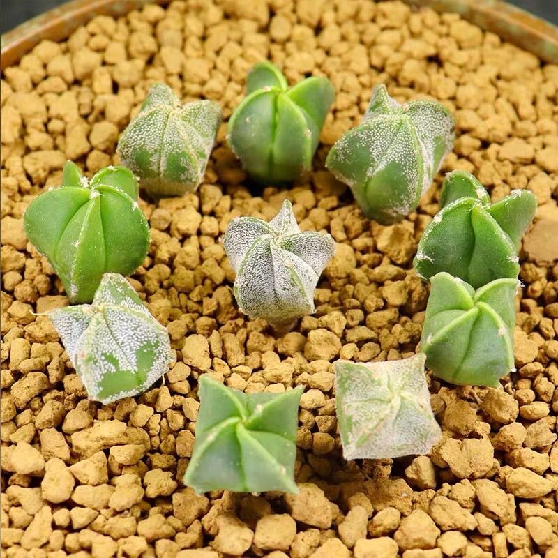 1-2cm Astrophytum myriostigma（Green and white randomly sent）
