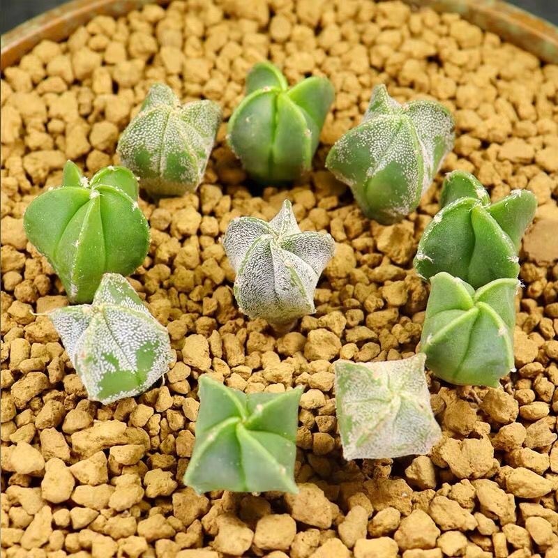 1-2cm Astrophytum myriostigma（Green and white randomly sent）