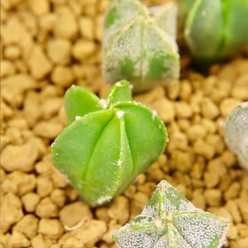 1-2cm Astrophytum myriostigma（Green and white randomly sent）