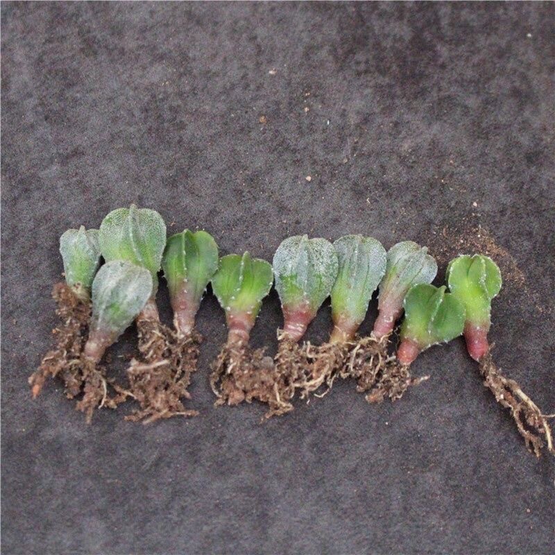 1-2cm Astrophytum myriostigma（Green and white randomly sent）