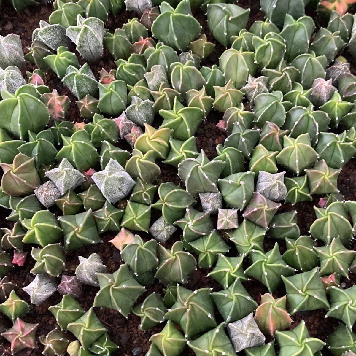 1-2cm Astrophytum myriostigma（Green and white randomly sent）