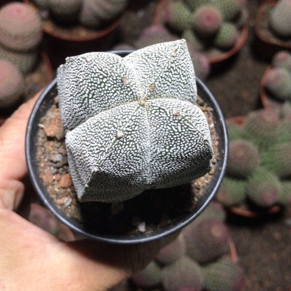 5-7cm Astrophytum myriostigma（Big one）