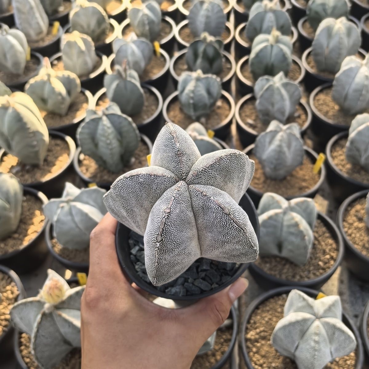 5-7cm Astrophytum myriostigma（Big one）