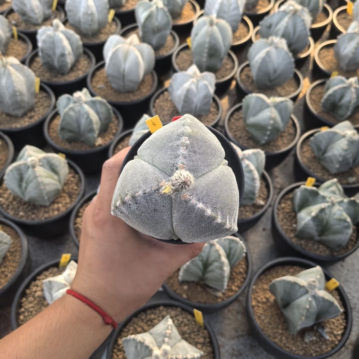 5-7cm Astrophytum myriostigma（Big one）