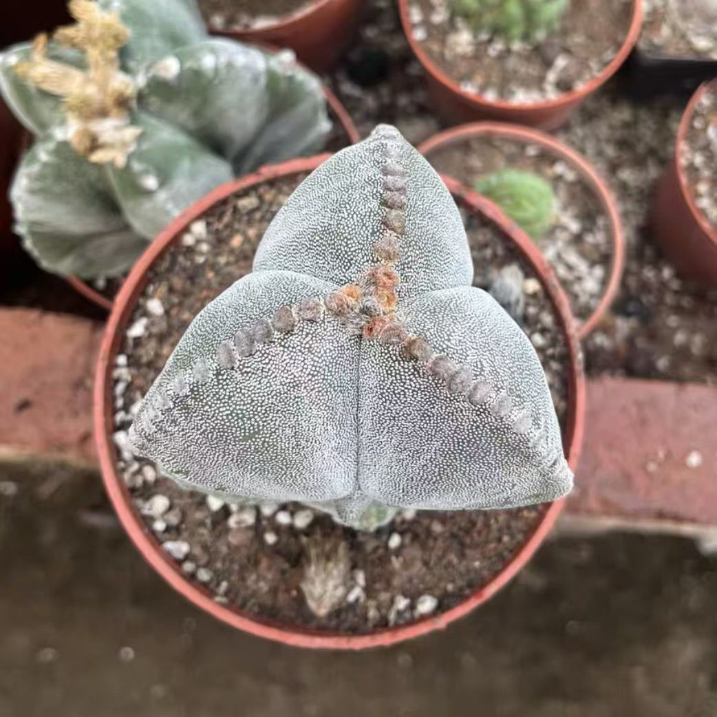 5-7cm Astrophytum myriostigma（Big one）