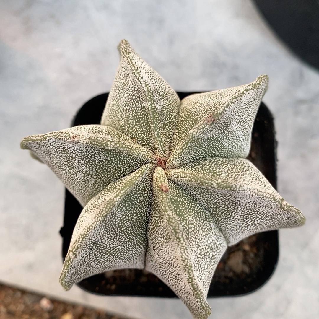 5-7cm Astrophytum myriostigma（Big one）