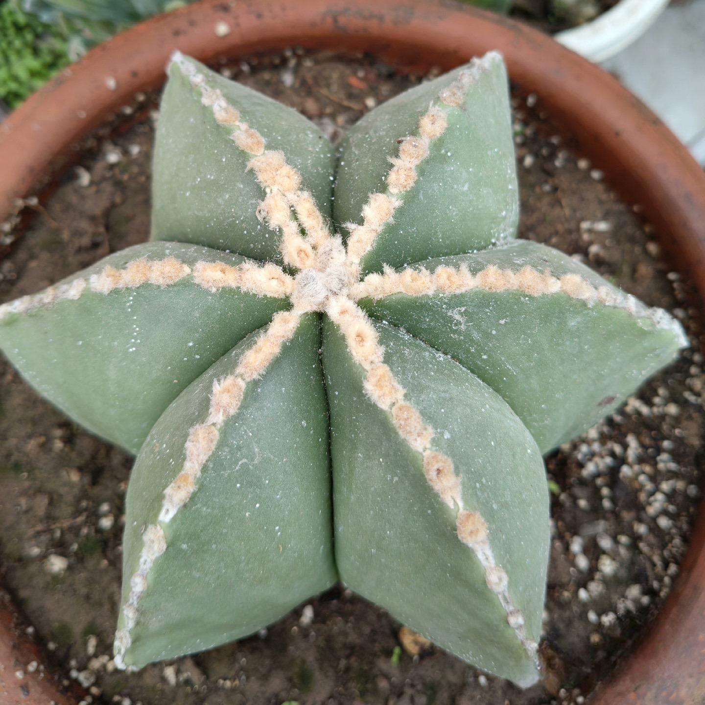 5-7cm Astrophytum myriostigma（Big one）