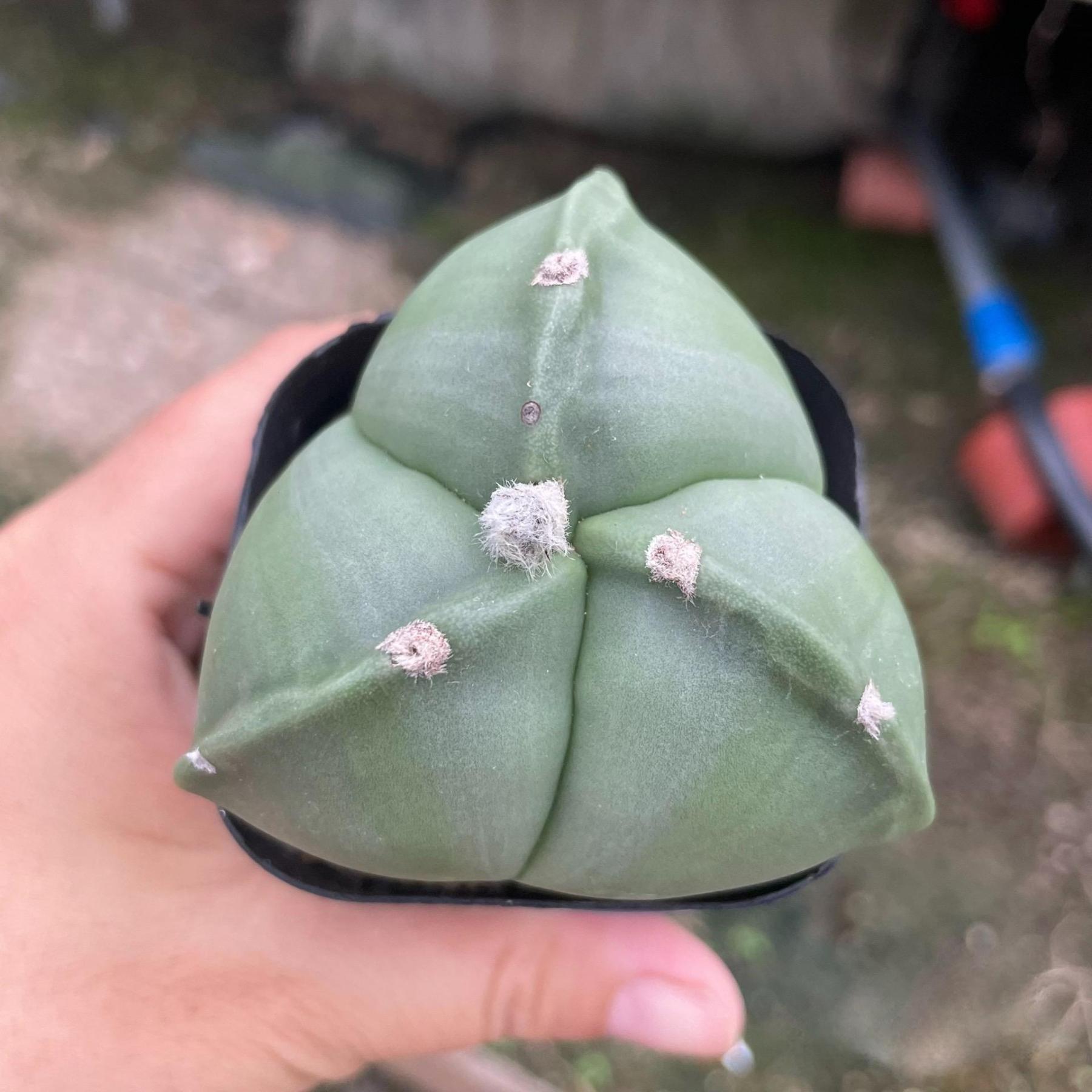 5-7cm Astrophytum myriostigma（Big one）