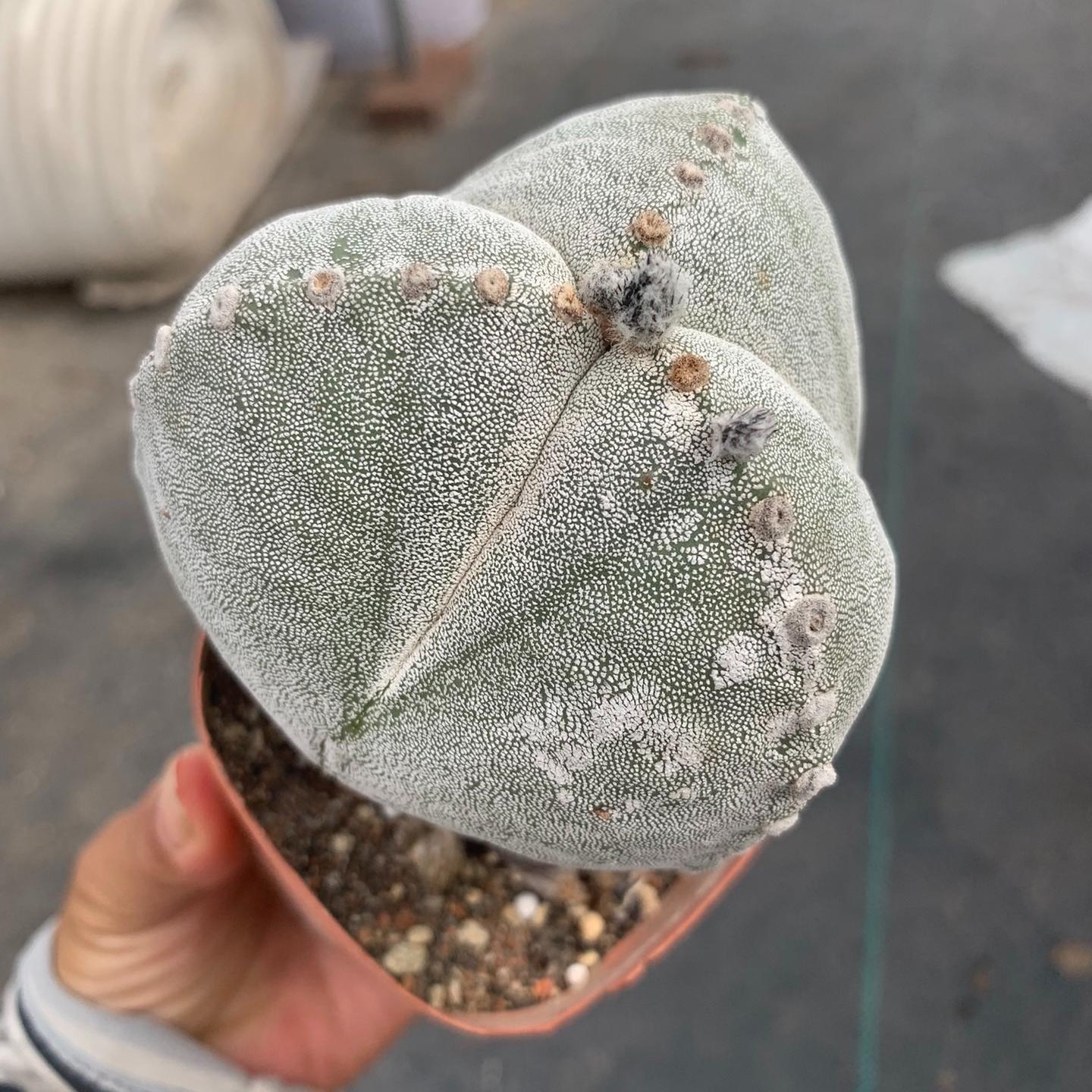 5-7cm Astrophytum myriostigma（Big one）