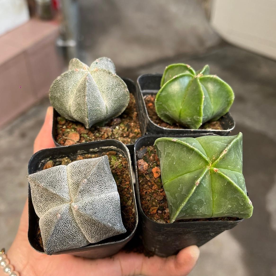 5-7cm Astrophytum myriostigma（Big one）