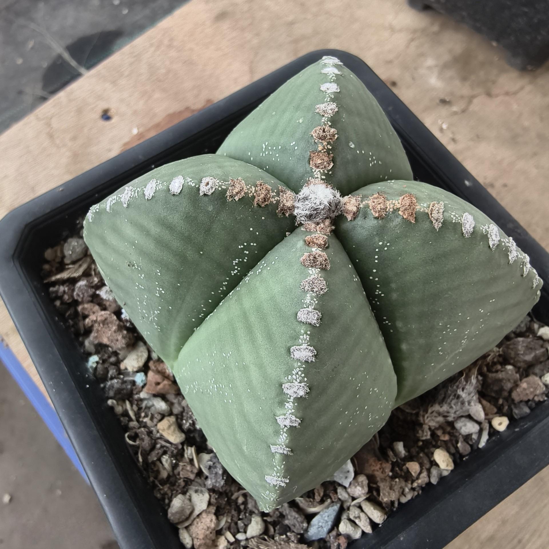 5-7cm Astrophytum myriostigma（Big one）