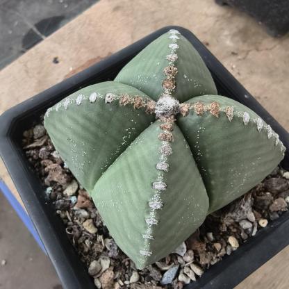 5-7cm Astrophytum myriostigma（Big one）