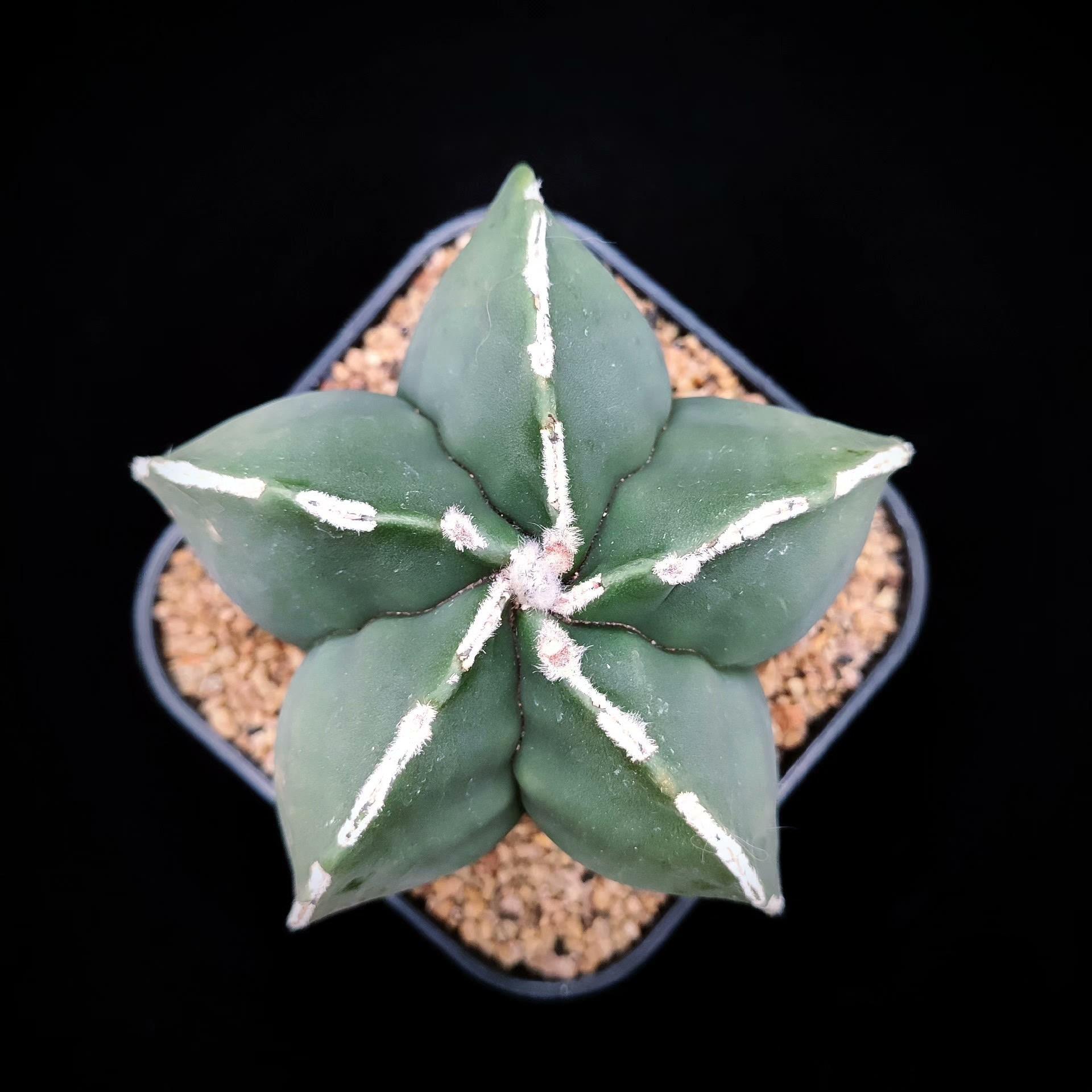 5-7cm Astrophytum myriostigma（Big one）