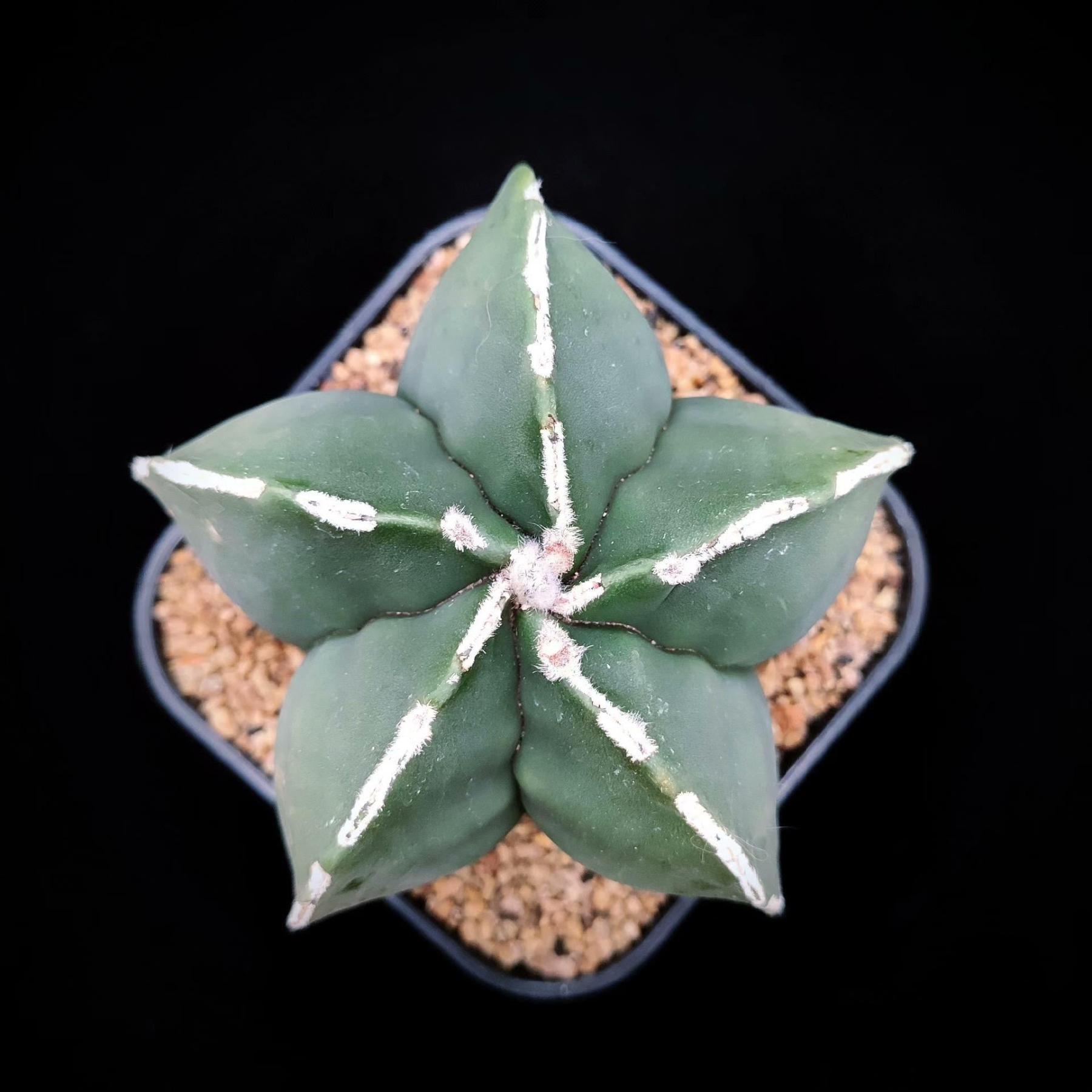 5-7cm Astrophytum myriostigma（Big one）