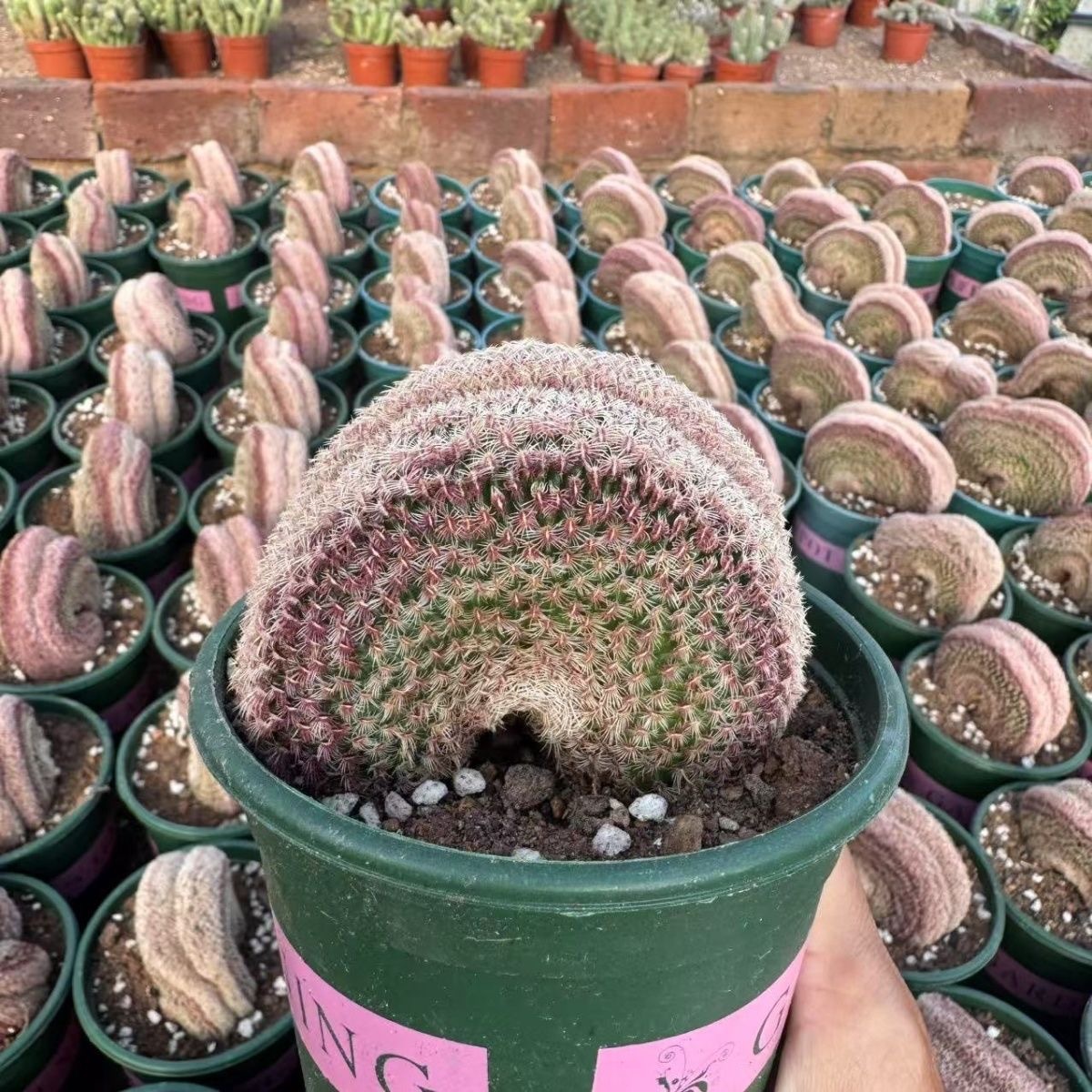 6-10 Echinocereus rigidissimus variegated