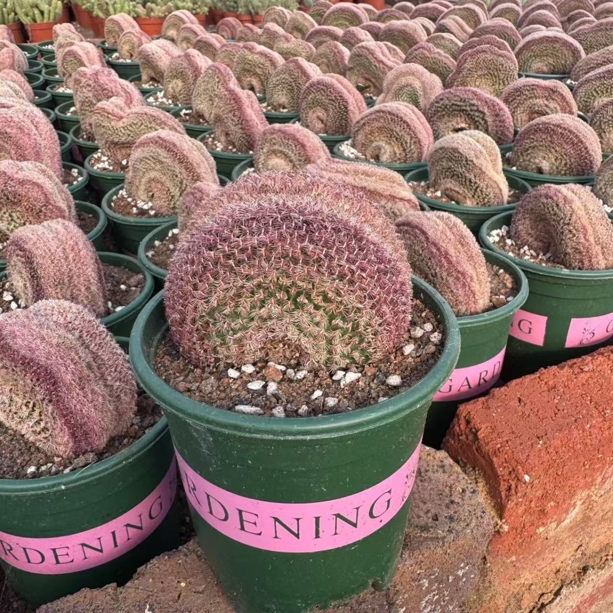6-10 Echinocereus rigidissimus variegated