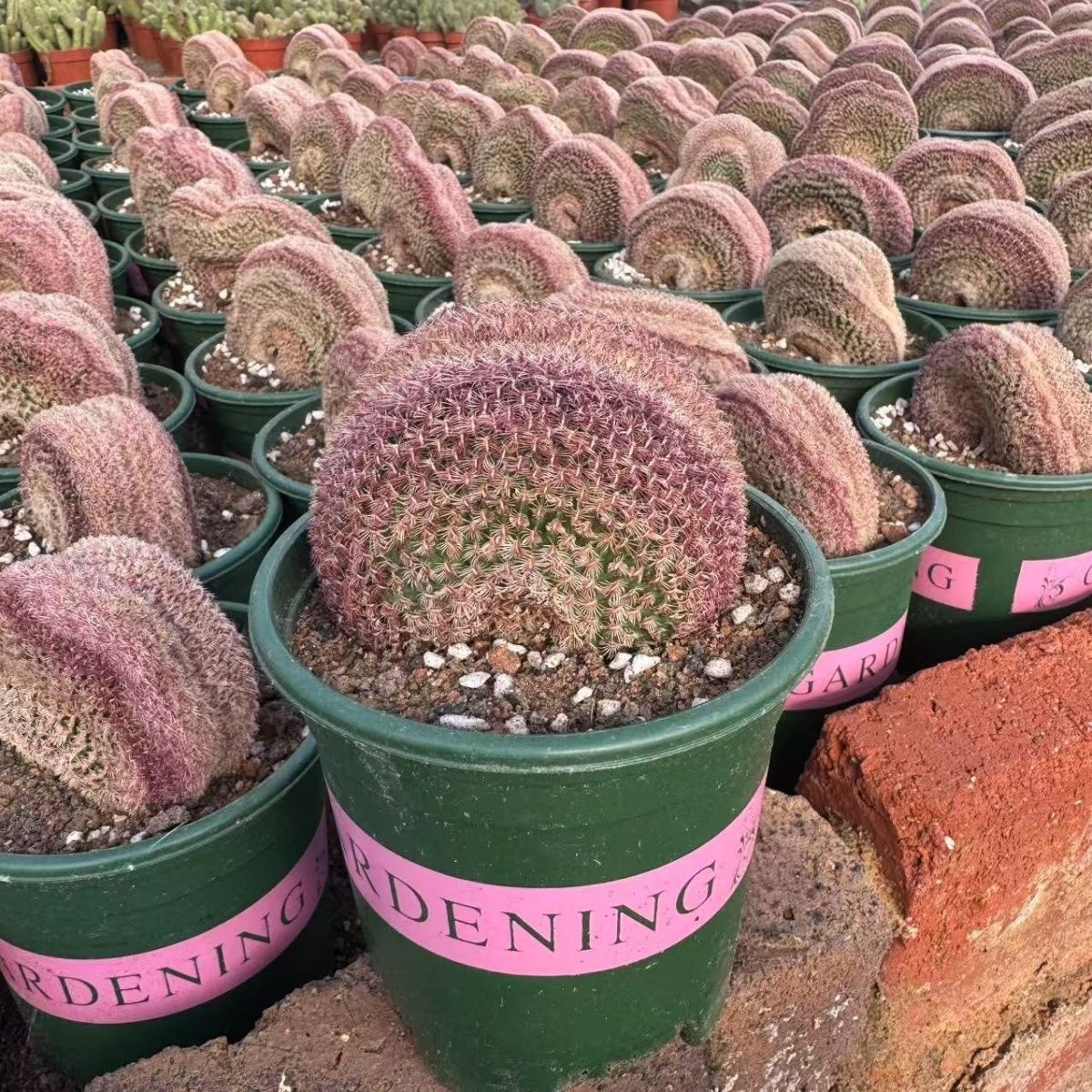 6-10 Echinocereus rigidissimus variegated