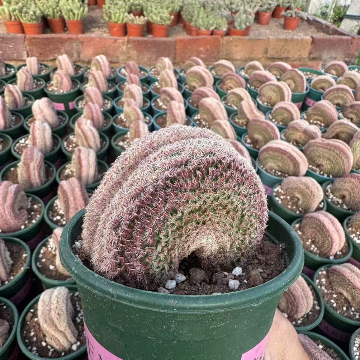 6-10 Echinocereus rigidissimus variegated