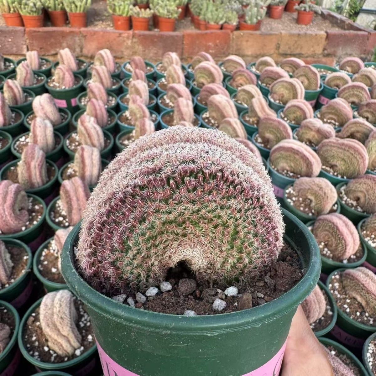 6-10 Echinocereus rigidissimus variegated