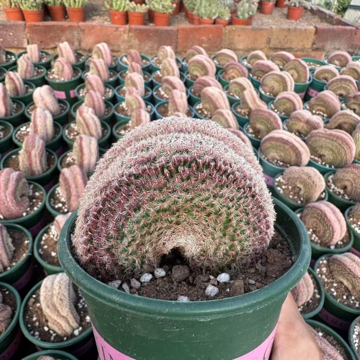 6-10 Echinocereus rigidissimus variegated