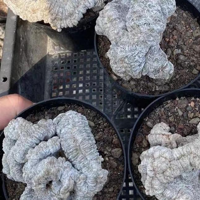 Astrophytum myriostigma cv. Onzuka ' Ball '