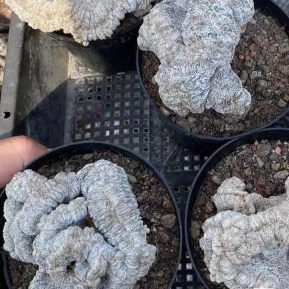 Astrophytum myriostigma cv. Onzuka ' Ball '