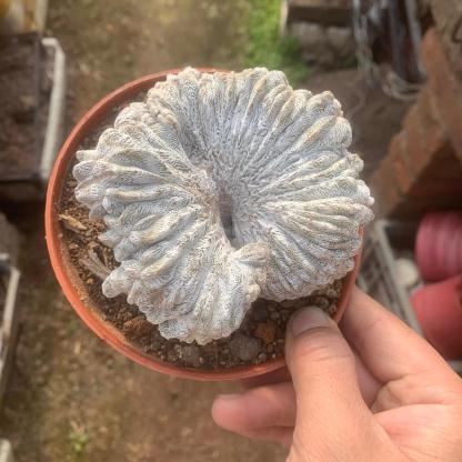Astrophytum myriostigma cv. Onzuka ' Ball '