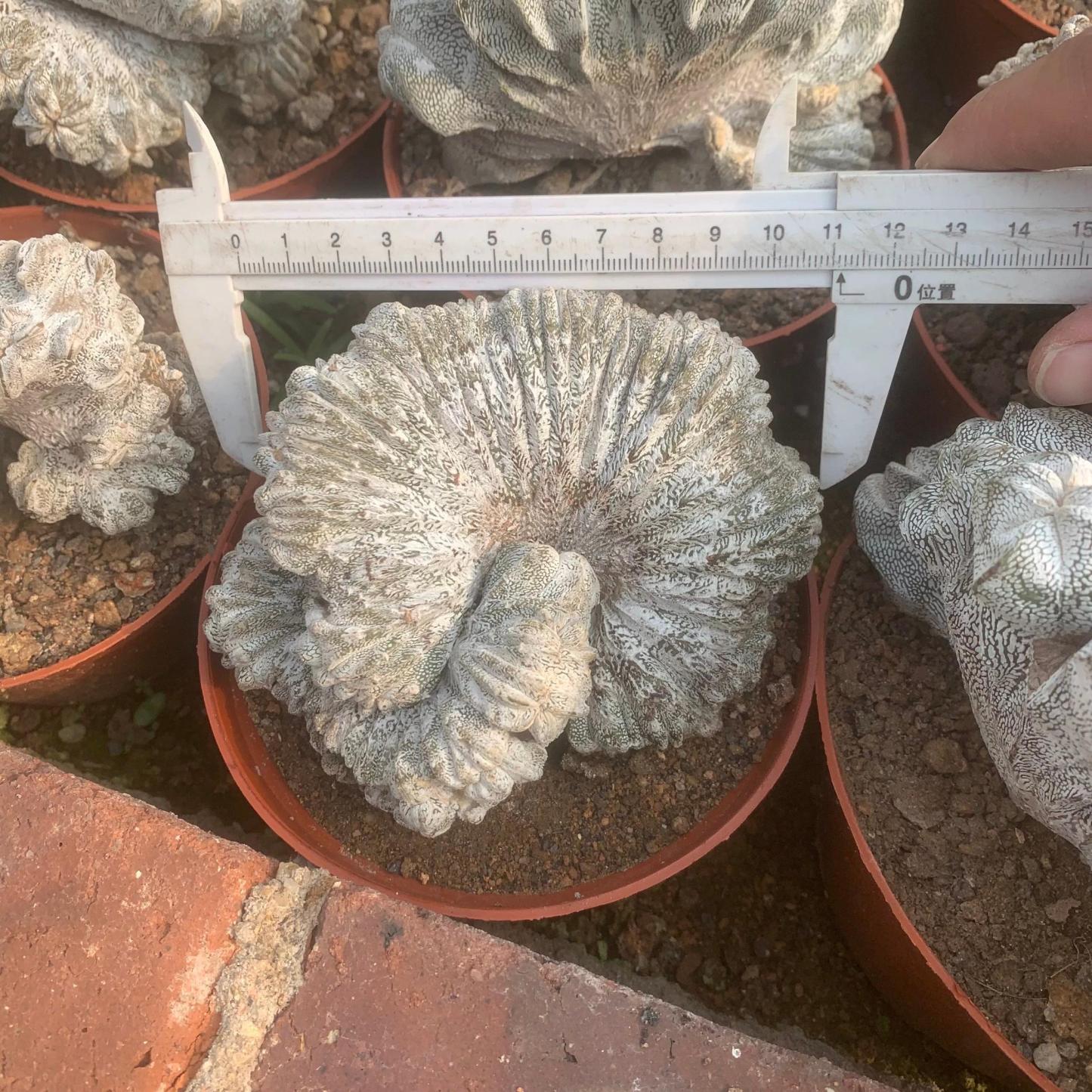 Astrophytum myriostigma cv. Onzuka ' Ball '