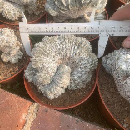 Astrophytum myriostigma cv. Onzuka ' Ball '