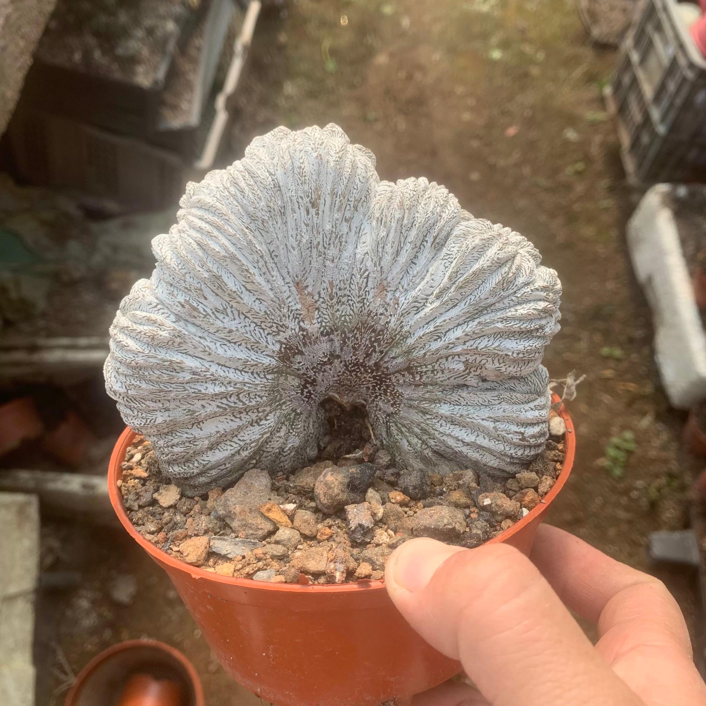 Astrophytum myriostigma cv. Onzuka ' Ball '
