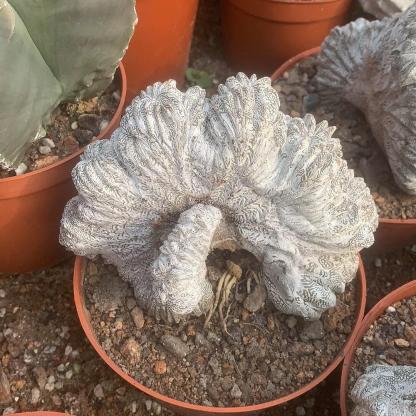 Astrophytum myriostigma cv. Onzuka ' Ball '