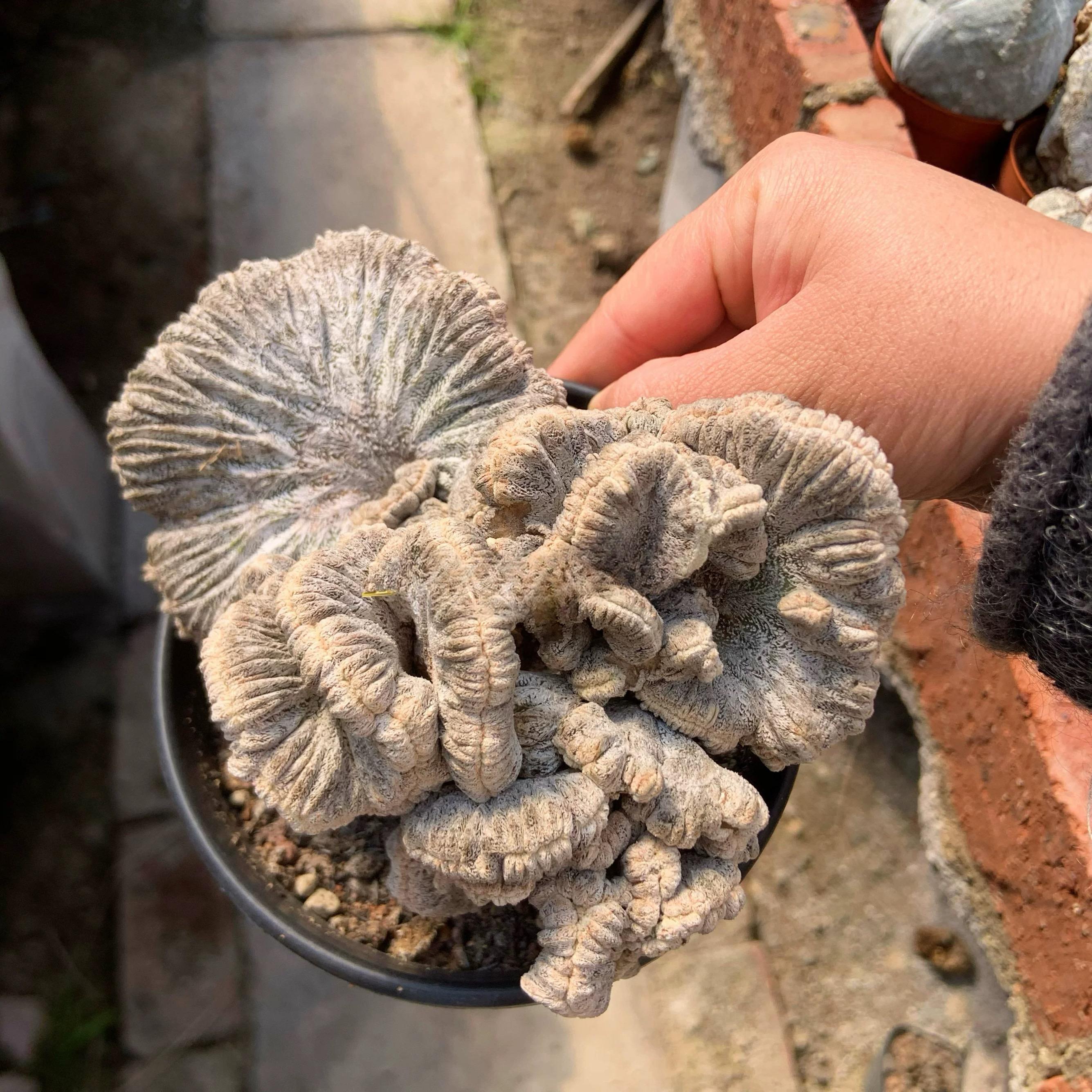 Astrophytum myriostigma cv. Onzuka ' Ball '