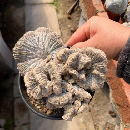 Astrophytum myriostigma cv. Onzuka ' Ball '