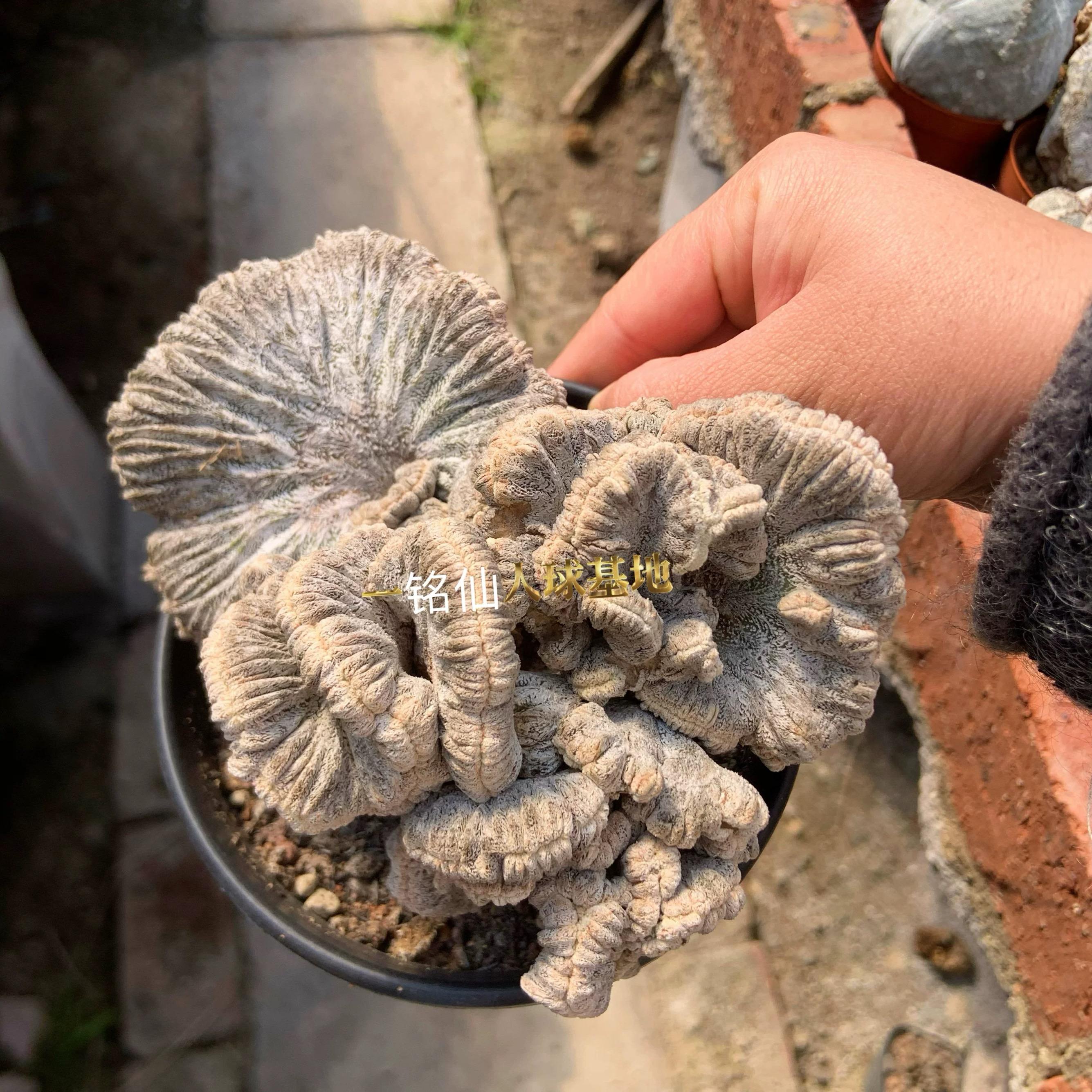 Astrophytum myriostigma cv. Onzuka ' Ball '