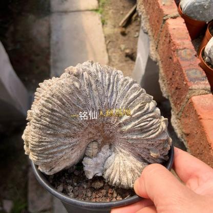 Astrophytum myriostigma cv. Onzuka ' Ball '