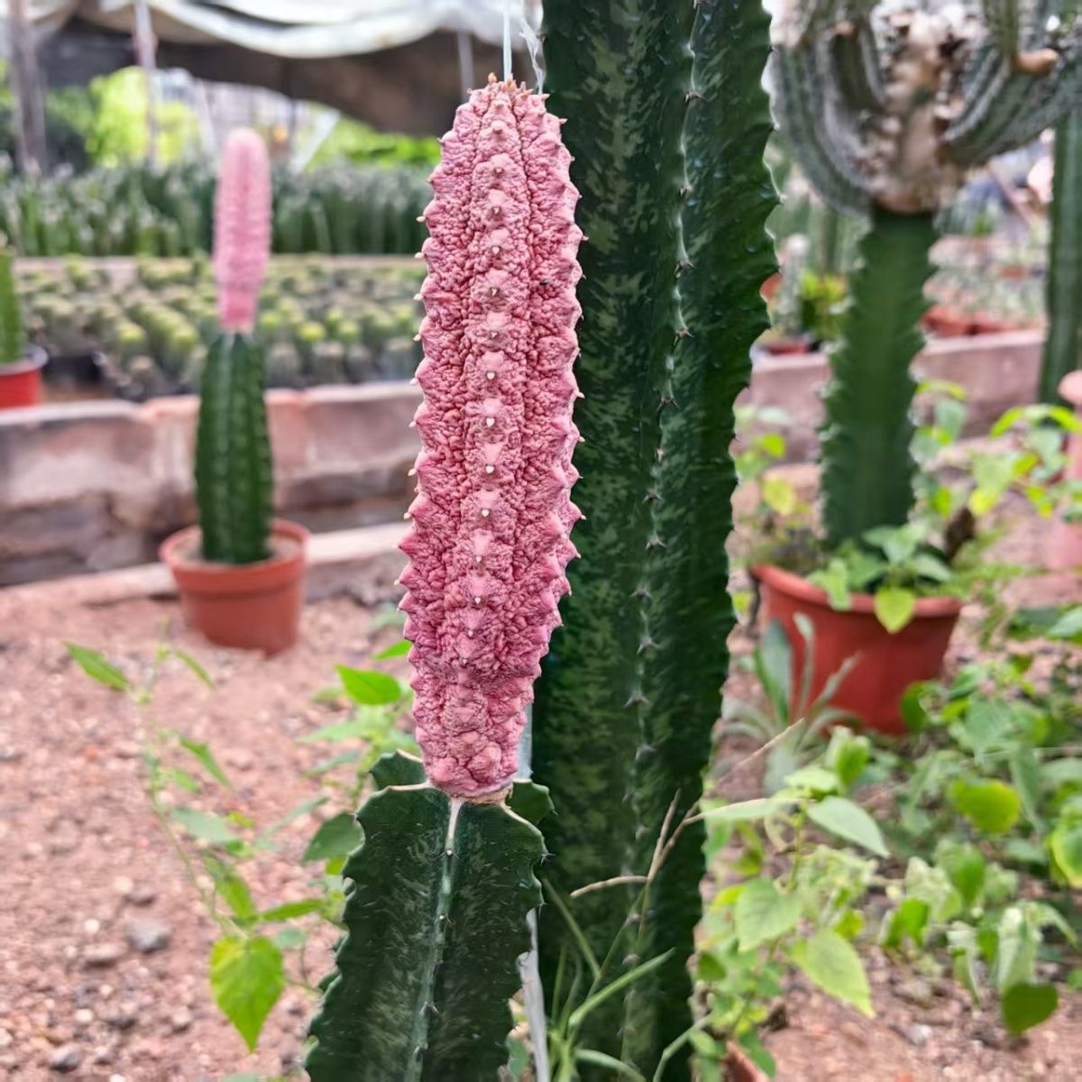 8-15cm Euphorbia abdelkuri （Variegated）