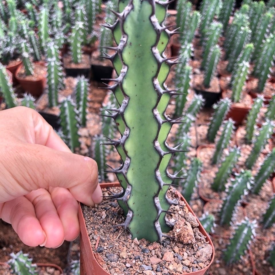 8-12CMEuphorbia zoutpansbergensis