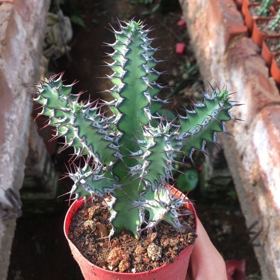 8-12CMEuphorbia zoutpansbergensis