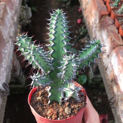 8-12CMEuphorbia zoutpansbergensis