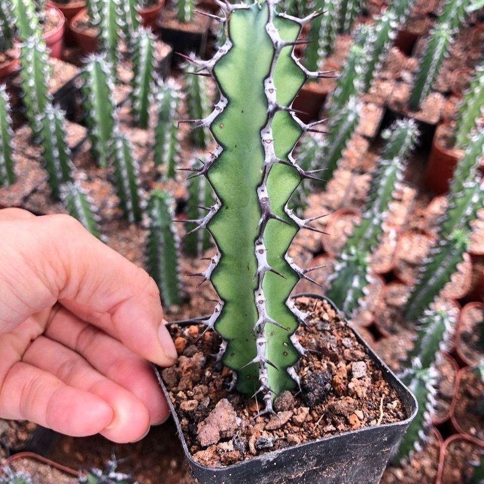 8-12CMEuphorbia zoutpansbergensis