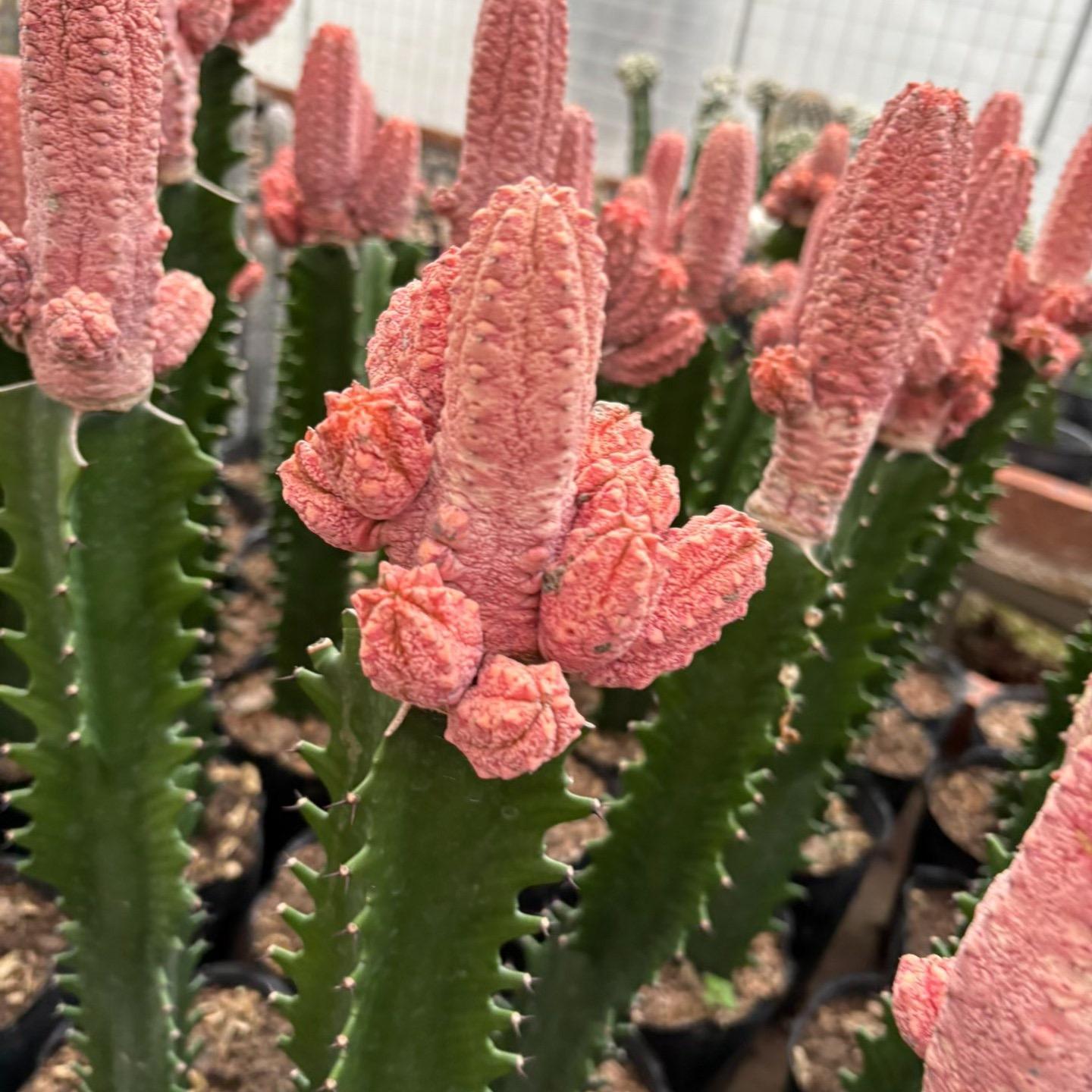 8-15cm Euphorbia abdelkuri （Variegated）