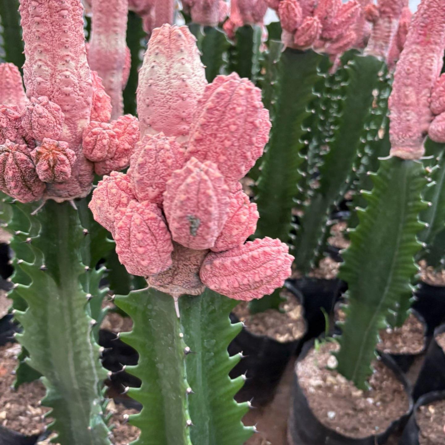 8-15cm Euphorbia abdelkuri （Variegated）