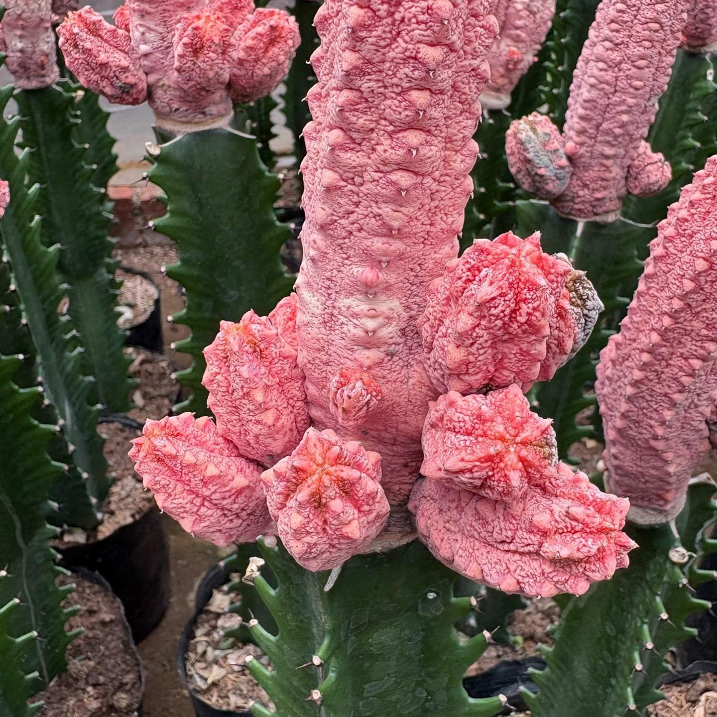 8-15cm Euphorbia abdelkuri （Variegated）