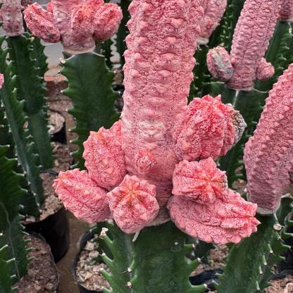 8-15cm Euphorbia abdelkuri （Variegated）
