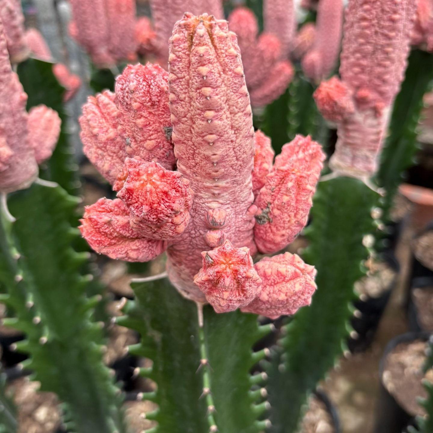 8-15cm Euphorbia abdelkuri （Variegated）